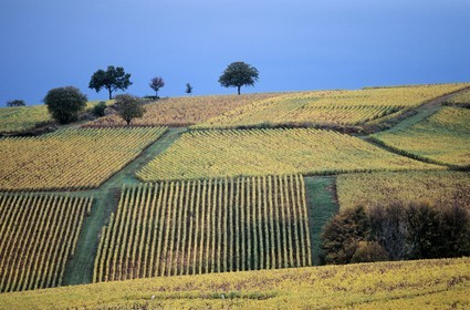 France, Saone et Loire, Chalon region South of Buxy, vineyard, autumn