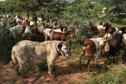 Namibie, Otjiwarongo, Cheetah Conservation Fund, centre de recherche et d'éducation, le Livestock Guarding Dog Program (programme chien de garde du bétail) du CCF a été très efficace pour réduire les taux de prédation et ainsi aussi l'inclinaison des agriculteurs à piéger ou tirer sur des guépards, chien Berger d'Anatolie aussi connu sous le nom de Kangal surveillant un troupeau de chèvres Boer et de moutons Damara