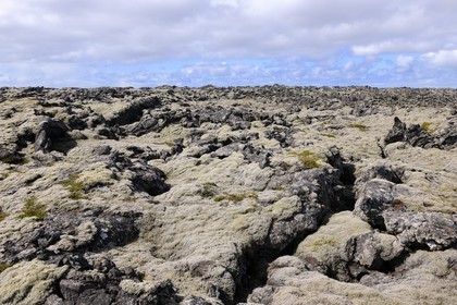Iceland, Grindavik, old lava field covered with foam