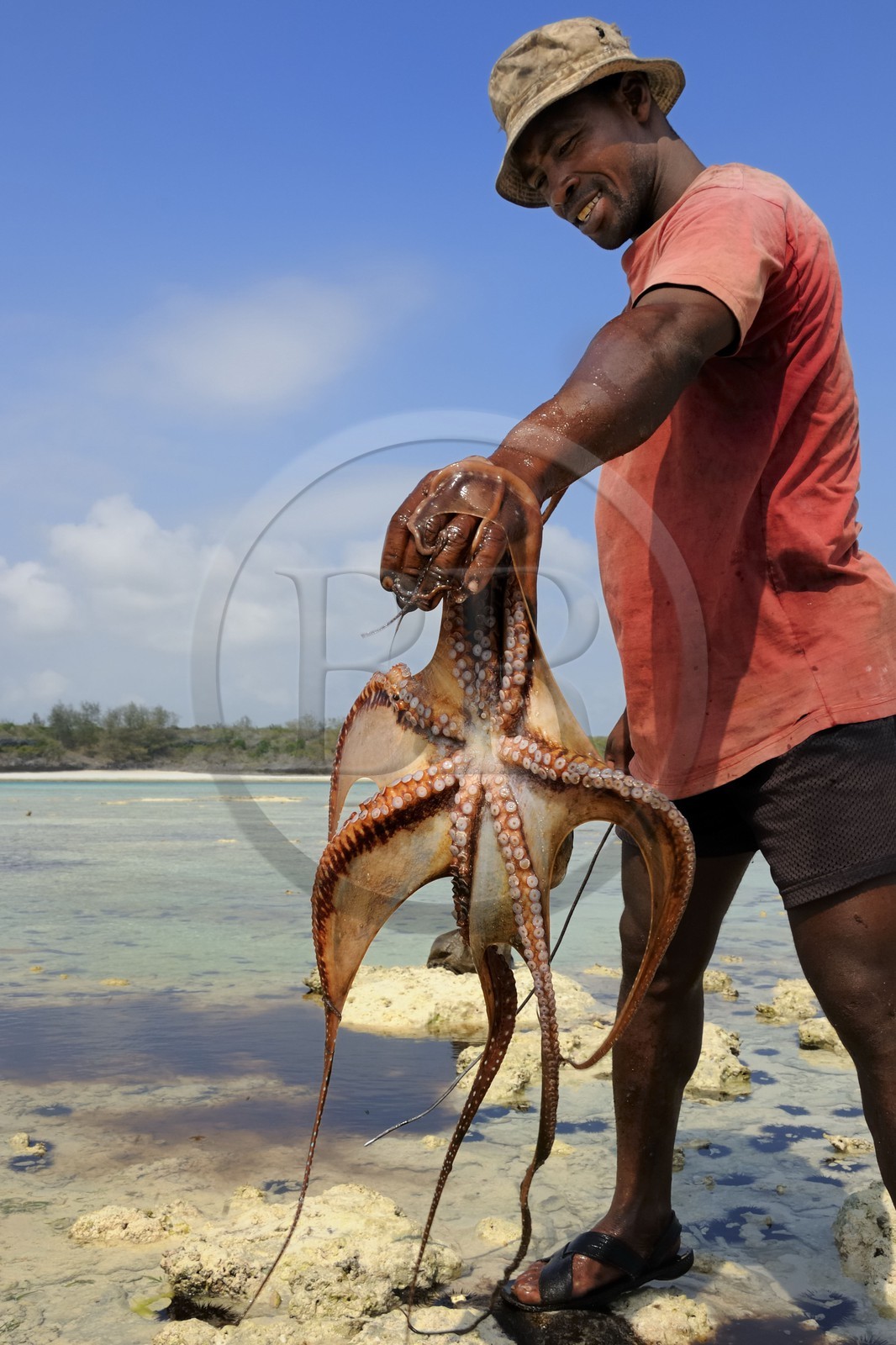 Tanzanie, archipel de Zanzibar, île de Unguja (Zanzibar), côte Sud-Est, Bwejuu, pêche à pied de poulpes sur le récif coralien à marée basse
