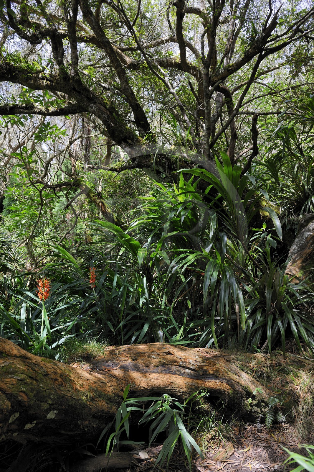 France, île de la Réunion, forêt de Bélouve