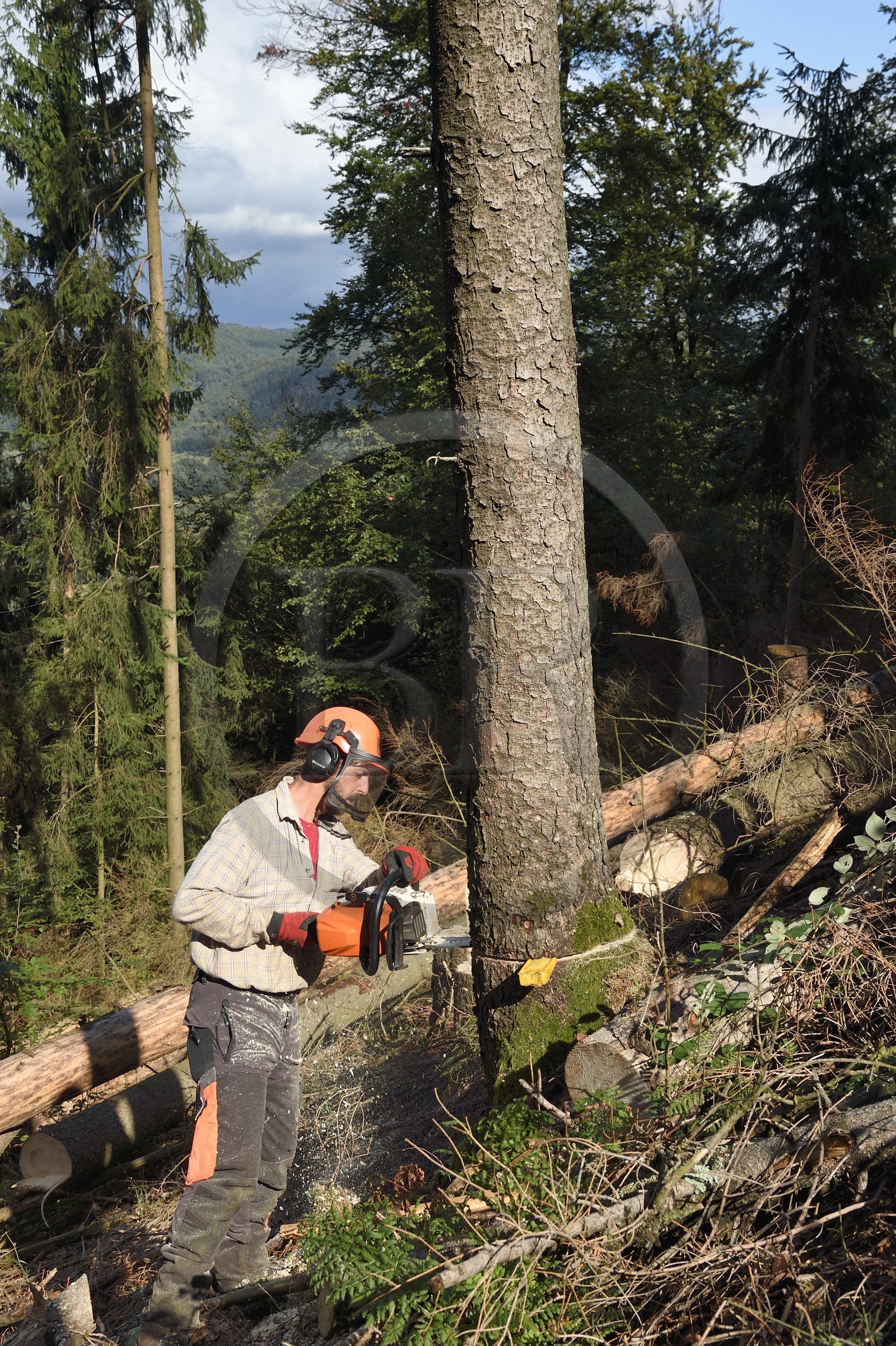 France, Bas Rhin, Northern Vosges Regional Natural Park, Obersteinbach, Steinbach national forest, logger Emmanuel Birgel cutting spruce trees sick by bark beetles underneath the ruins of the Wittschloessel fort