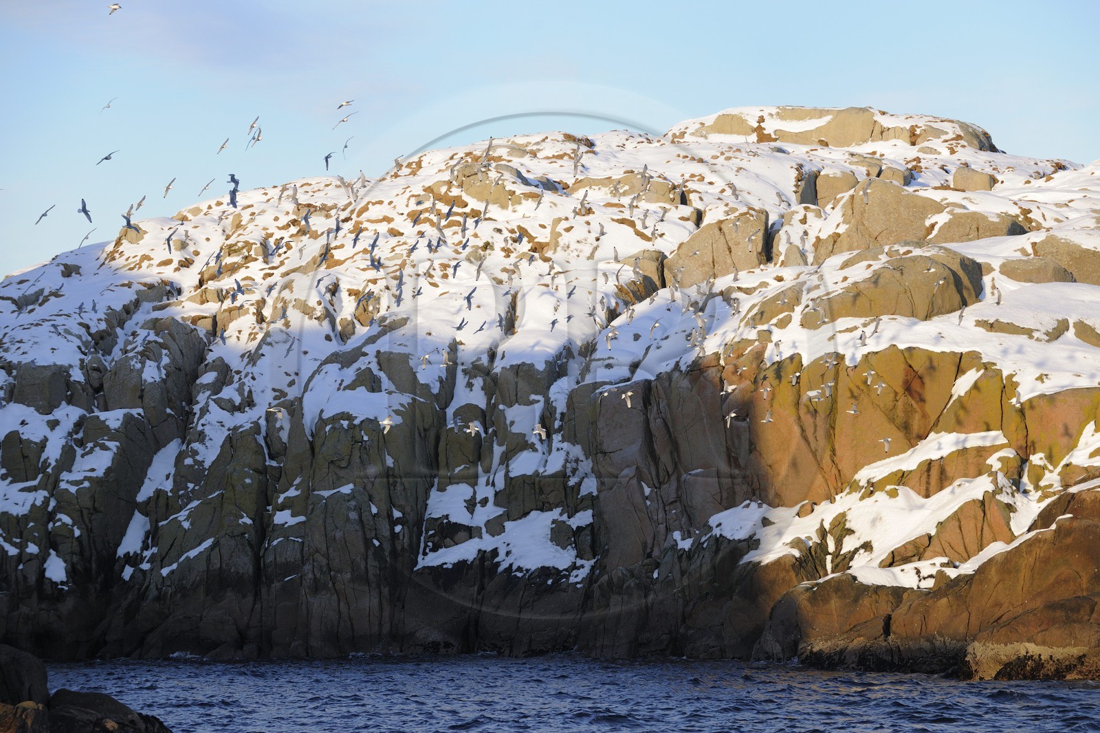 Norvège, Nordland, iles des Westeralen, région de Myre, l'ile aux oiseaux au large de Sto