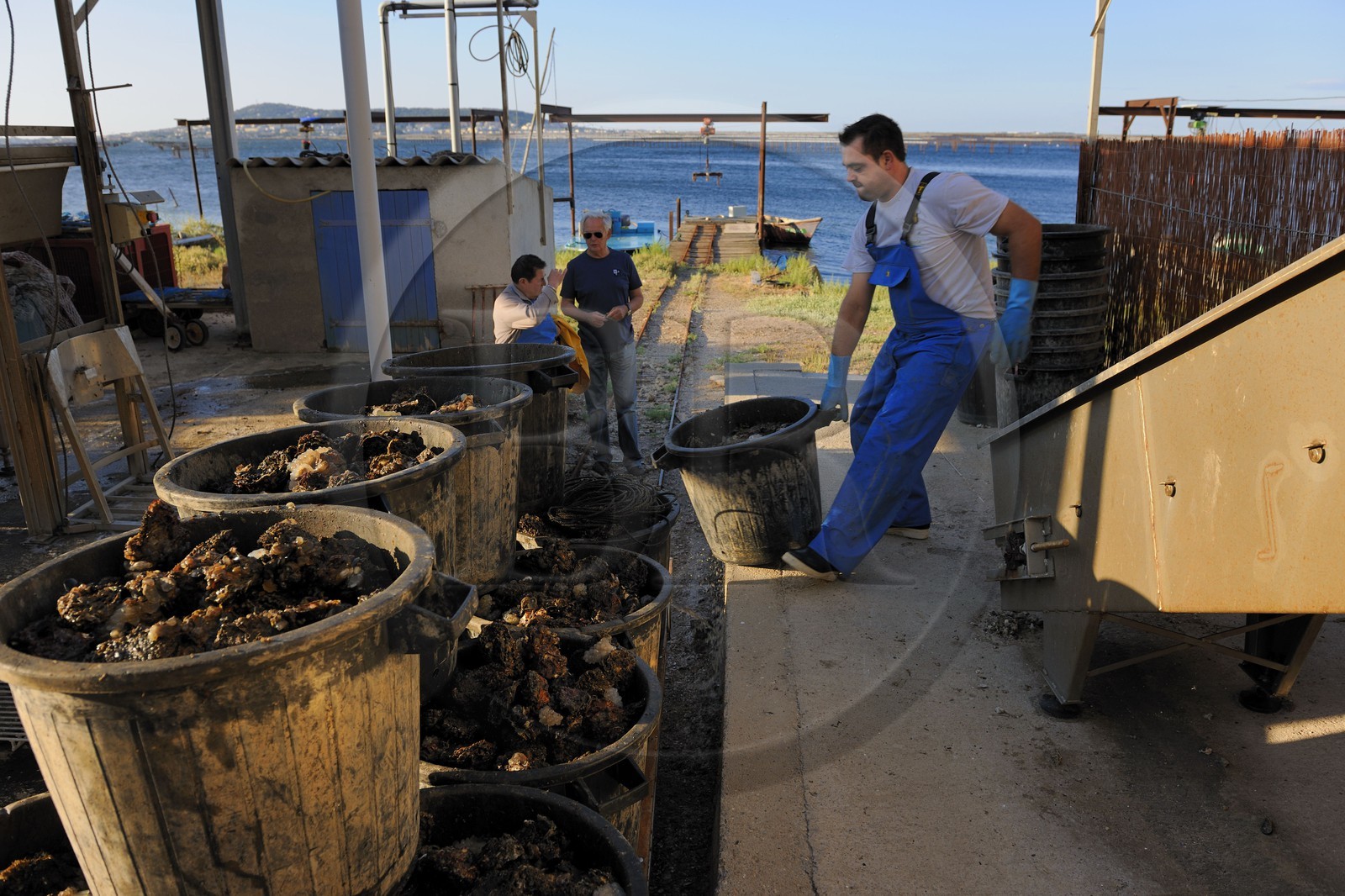 France, Hérault (34), Bouzigues, étang de Thau, exploitation conchylicole des établissements Balmefrezol au lieu dit La Catonnière face au Mont Saint-Clair, déchargement des huitres