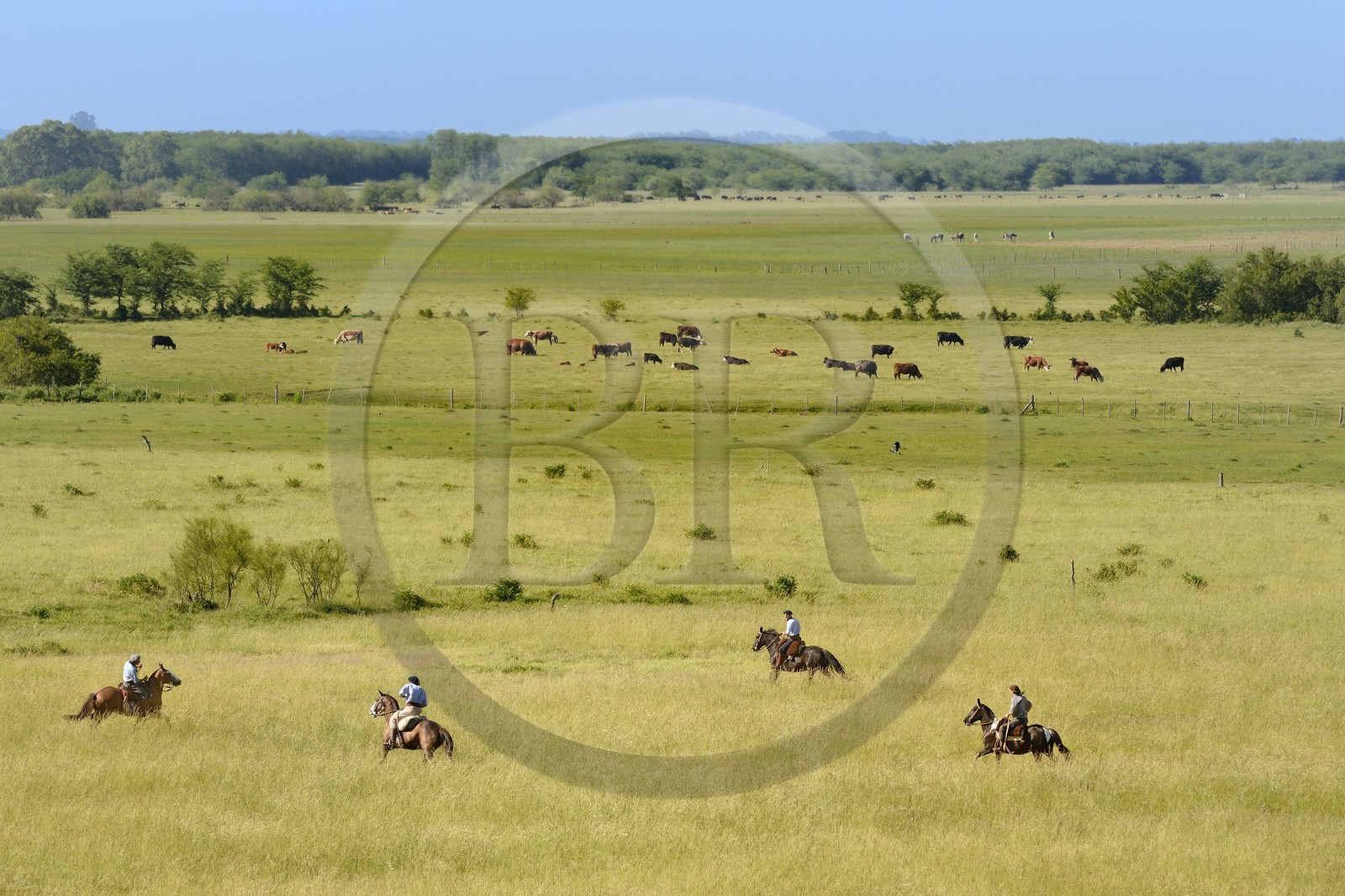 Argentine, province de Buenos Aires, San Antonio de Areco, estancia La Bamba de Areco, gauchos à cheval dans la pampa