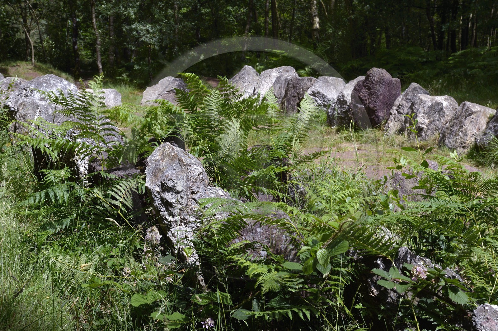 France, Morbihan, forest of Broceliande, Jardin aux Moines (Monks Garden), megalithic site dating from 3000-2500 BC.