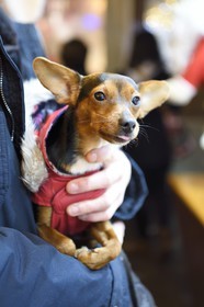 France, Bas-Rhin (67), Strasbourg, vieille ville classée Patrimoine Mondial de l'UNESCO, marché de Noël (Christkindelsmarik), chien habillé pour l'hiver