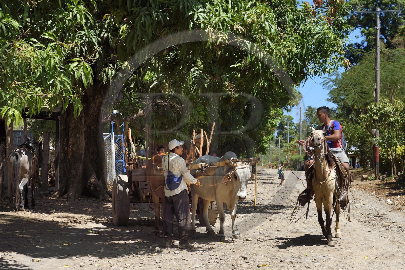 Nicaragua, Ile d'Ometepe sur le lac Nicaragua, village de Merida, charrette à boeufs dans la rue principale