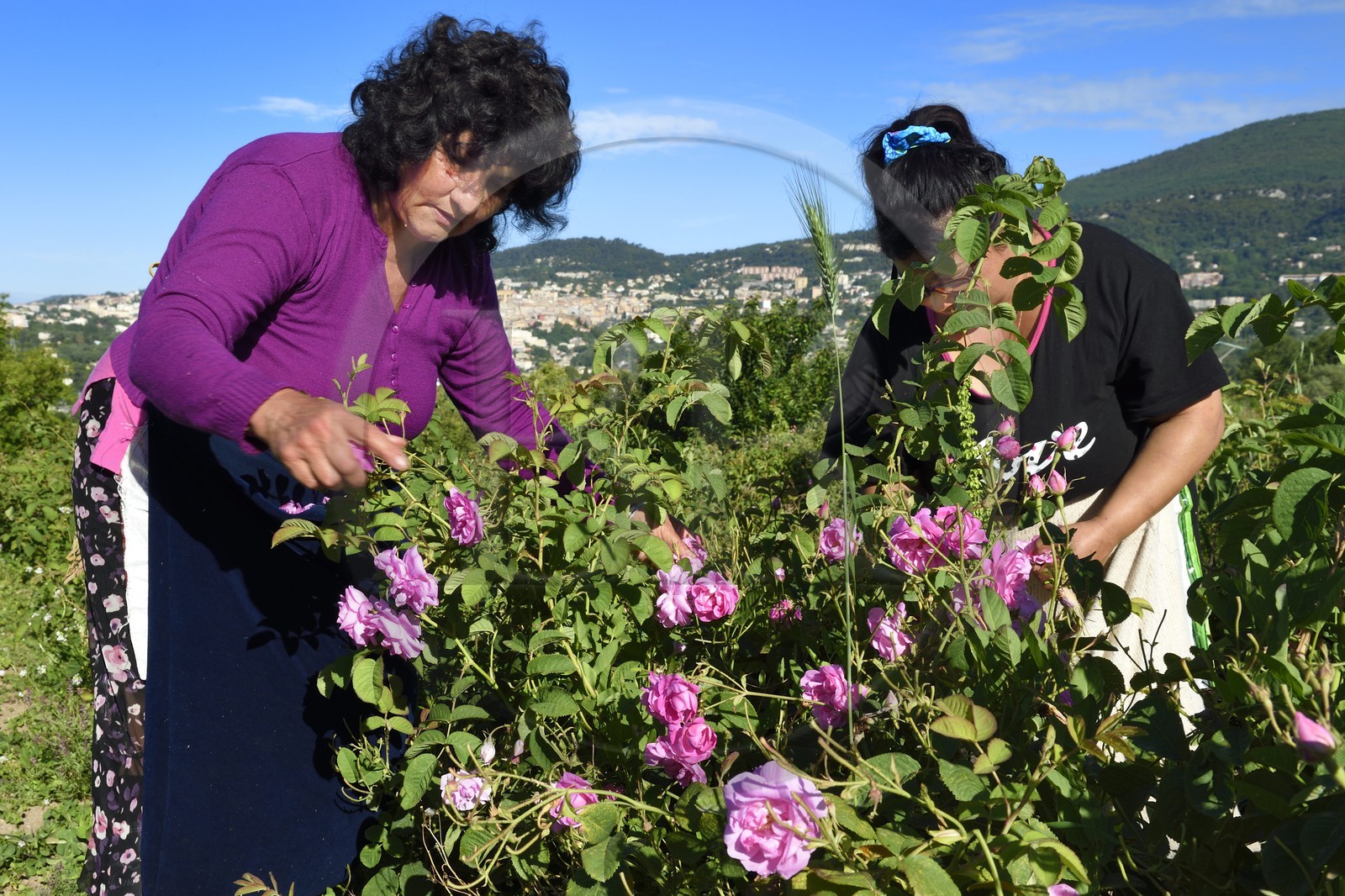 France, Alpes-Maritimes (06), Grasse, cueillette dans le champ de rose Centifolia de l'horticulteur Constant Viale par la gitane Nini Lafleur (en gilet violet) qui était la femme de Alain Delon dans le film Le Gitan