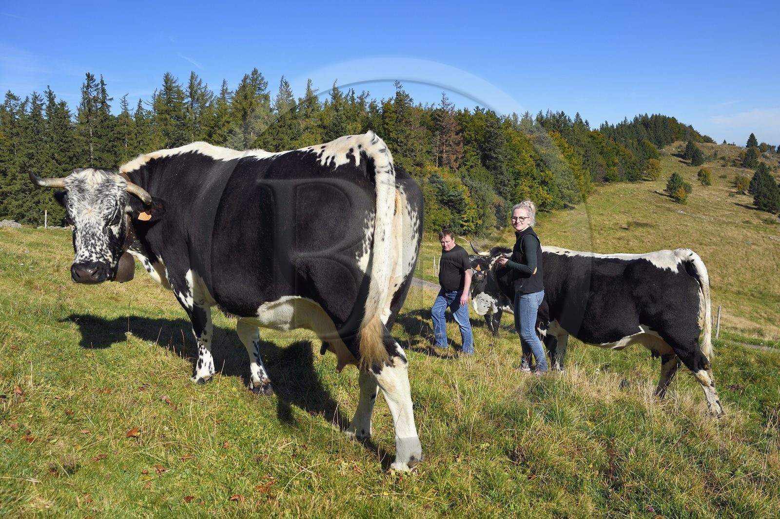 France, Haut Rhin, Wasserbourg, Ferme-auberge (farm-inn) Buchwald, the marcaire Michel Wehrey and his daughter Julie with his Vosgienne race cows