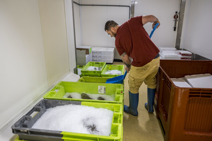 France, Charente-Maritime (17), La Rochelle, Port de pêche de Chef de Baie, la halle à marée (criée) qui accueille aussi les entreprises de mareyage,  le mareyeur Steeve Lefort