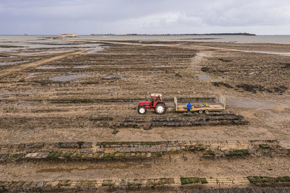 France, Charente-Maritime (17), Fouras, tracteur dans les parcs à huitres, ostreiculteur récoltant des poches à la Pointe de la Fumée à marée basse, le Fort Enet et l'Ile d'Aix en arrière plan (vue aérienne)