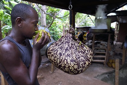 France, Ile de Mayotte, Grande-Terre, Ouangani, pesée à la distillerie de fleurs d'Ylang-ylang fraichement cueillies, on en extrait une huile essentielle utilisée en parfumerie, Hassani Soulaimana co-dirigeant de Aromaoré