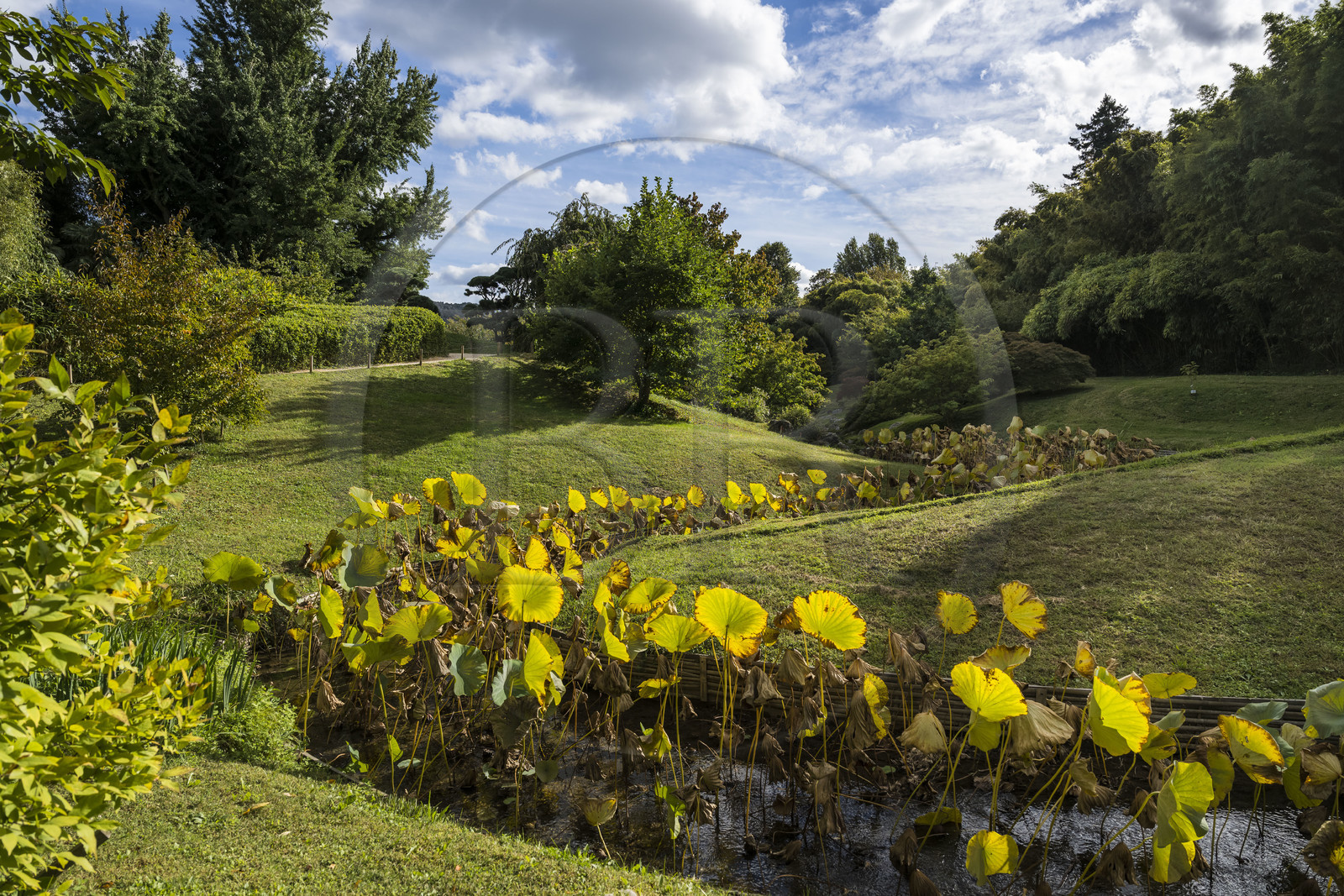France, Gard (30), Générargues vers Anduze, Bambouseraie en Cévennes, le jardin japonais