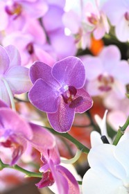 France, île de la Réunion, Saint-Pierre, le marché du samedi, fleur d'orchidée