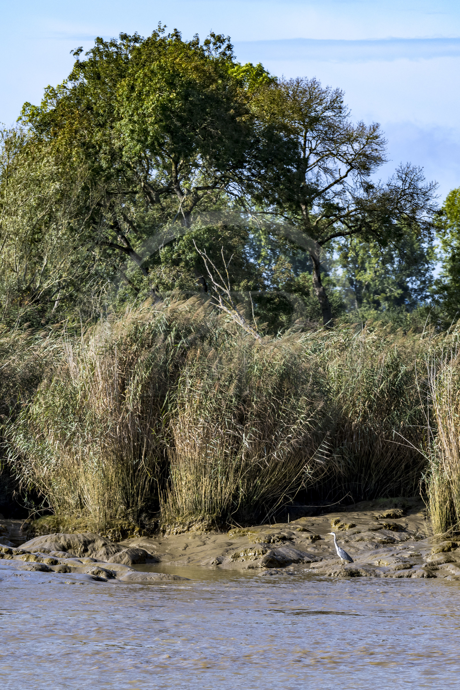 France, Loire-Atlantique (44), Le Pellerin, héron cendré (Ardea cinerea) sur les rives de la Loire