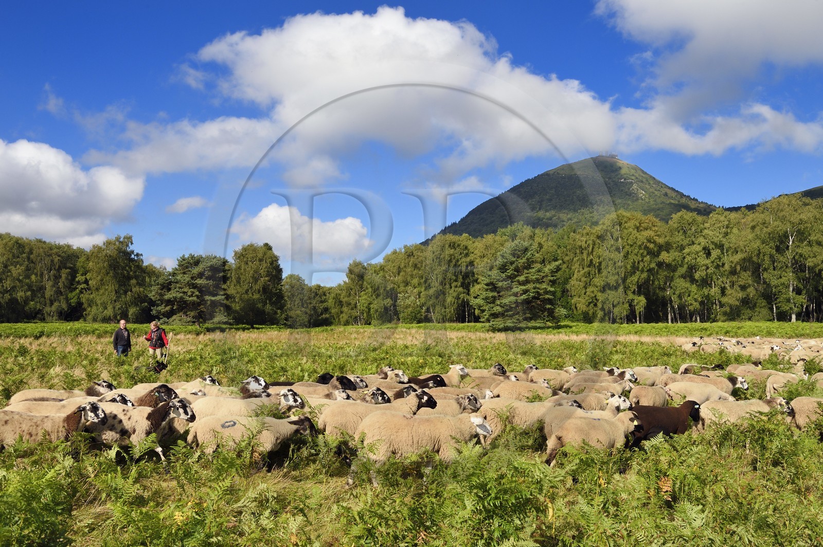 France, Puy-de-Dôme (63), Parc Naturel Régional des Volcans d'Auvergne, Chaine des Puys classée Patrimoine Mondial de l’UNESCO, la bergères Ostiane Vuillermoz et l'éleveur ovin Jean-Luc Tourreix avec son troupeau de brebis Rava au pied du volcan Puy de Dôme