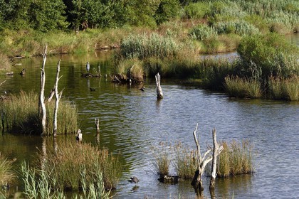 Spain, Basque Country, Biscay Province, Gernika-Lumo region, Urdaibai estuary Biosphere Reserve, Urdaibai Bird Center, gray heron (Ardea cinerea)