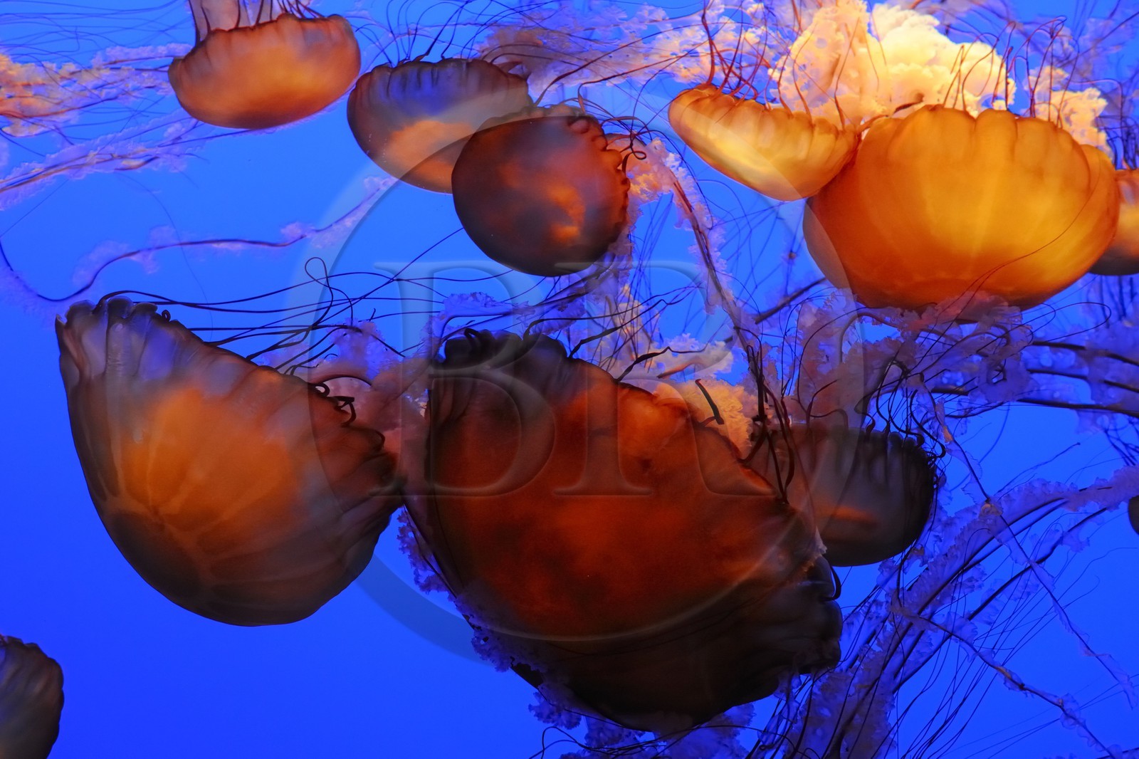 Etats-Unis, Californie, Monterey, le Monterey Bay Aquarium dans Cannery Row, méduses