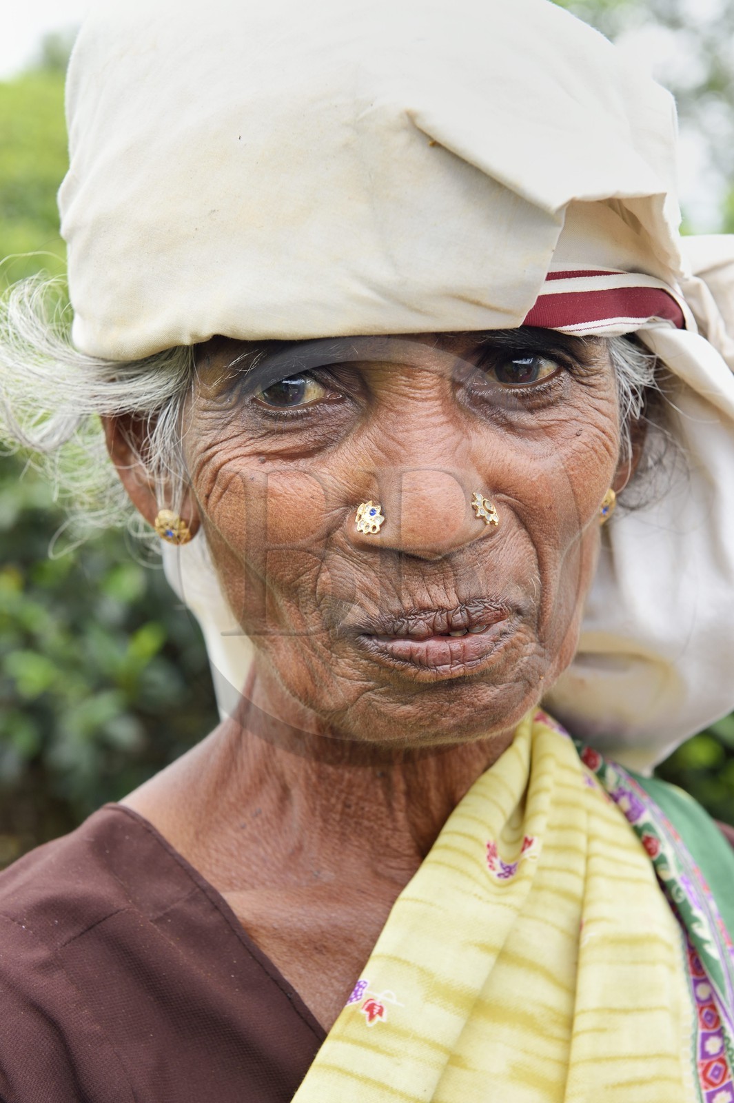Sri Lanka, province du centre, Dalhousie, femme tamoul travaillant à la cueillette des feuilles dans une plantation de thé