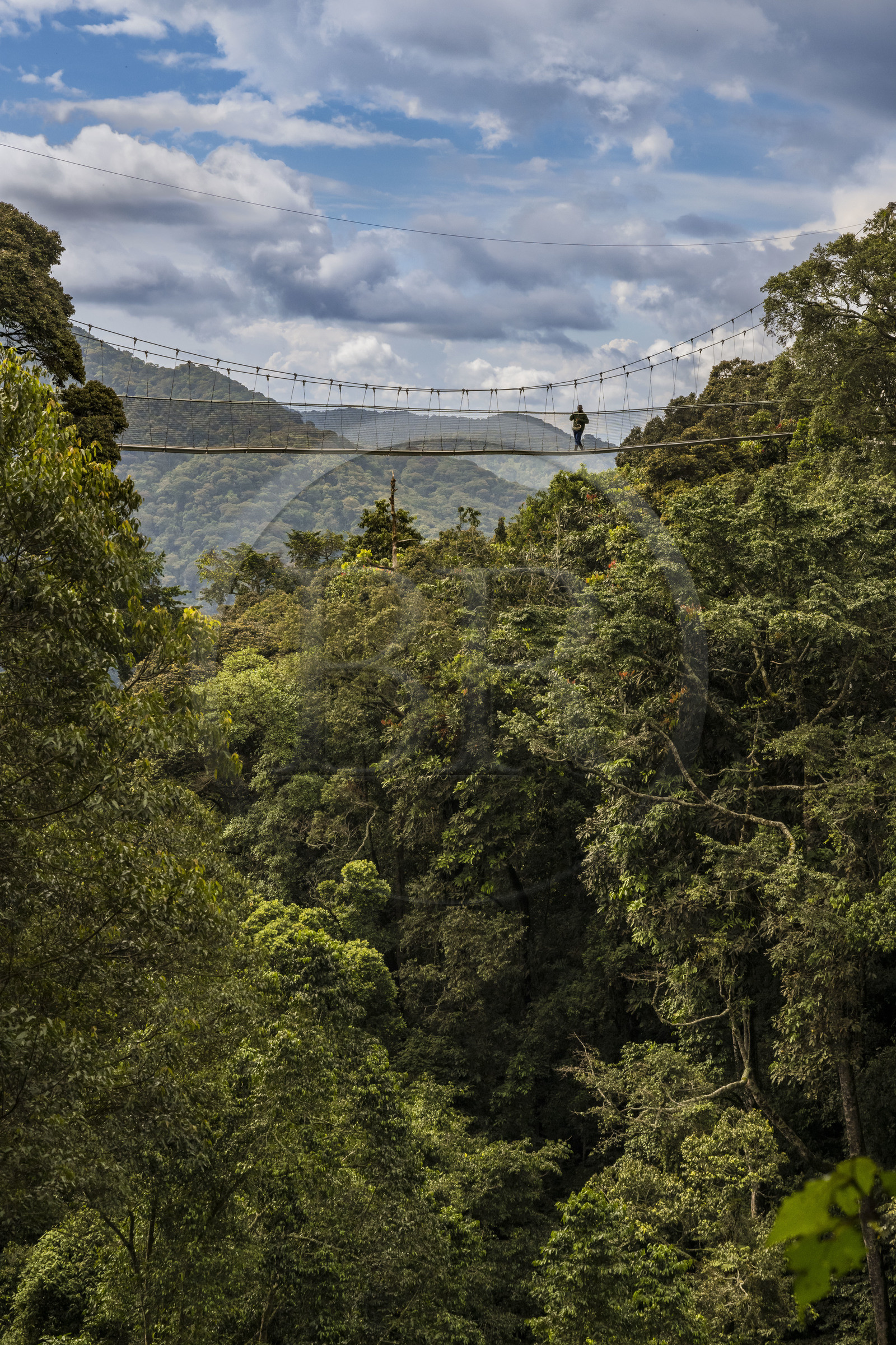Rwanda, Province de l’Ouest, Colline Ibanda à Uwinka, Parc national de Nyungwe, la Canopy walkway passerelle suspendue qui surplombe la canopée de la forêt tropicale à 70 mètres de haut