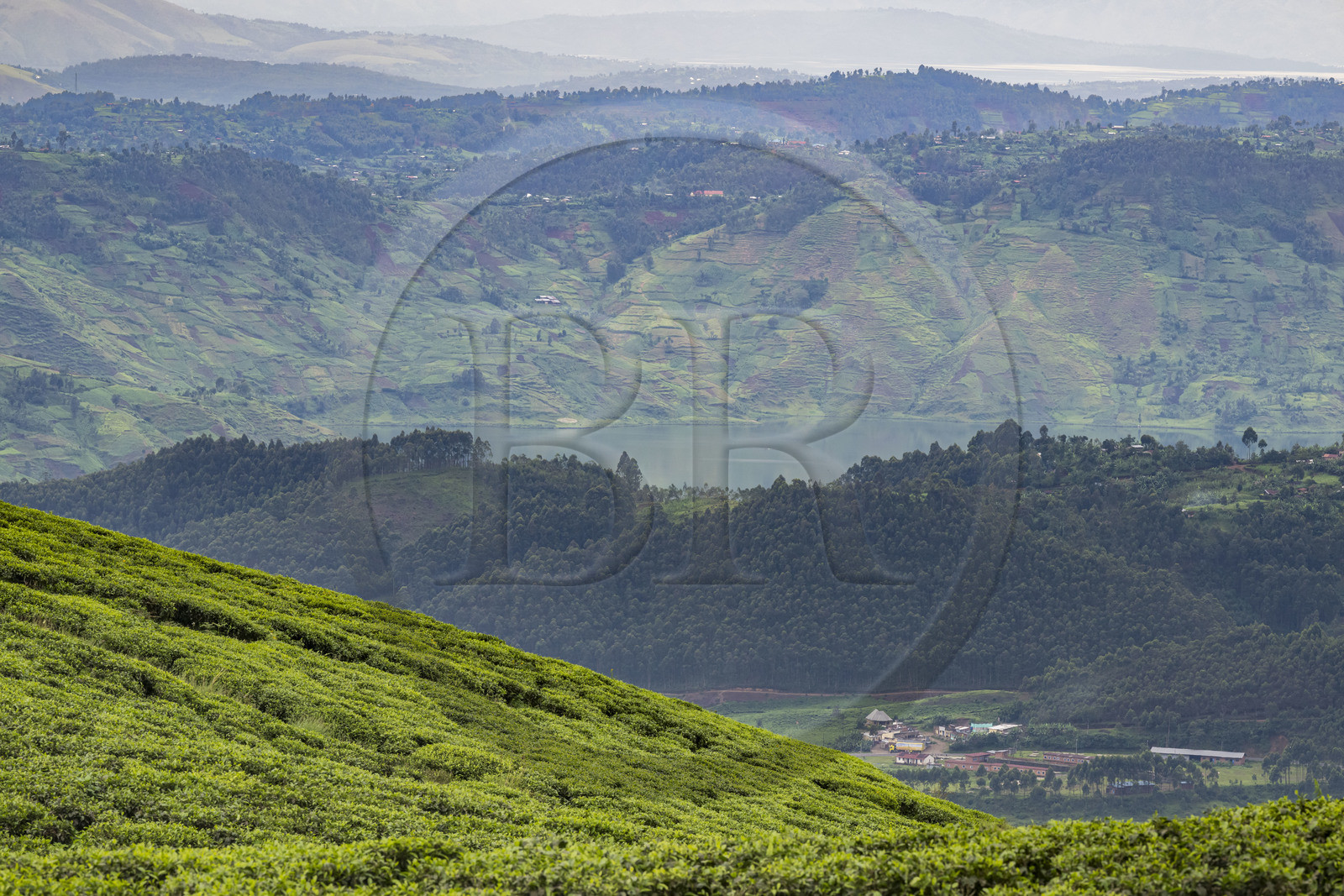 Rwanda, Province de l’Ouest, Gisakura, plantation de thé et le lac Kivu en arrière plan