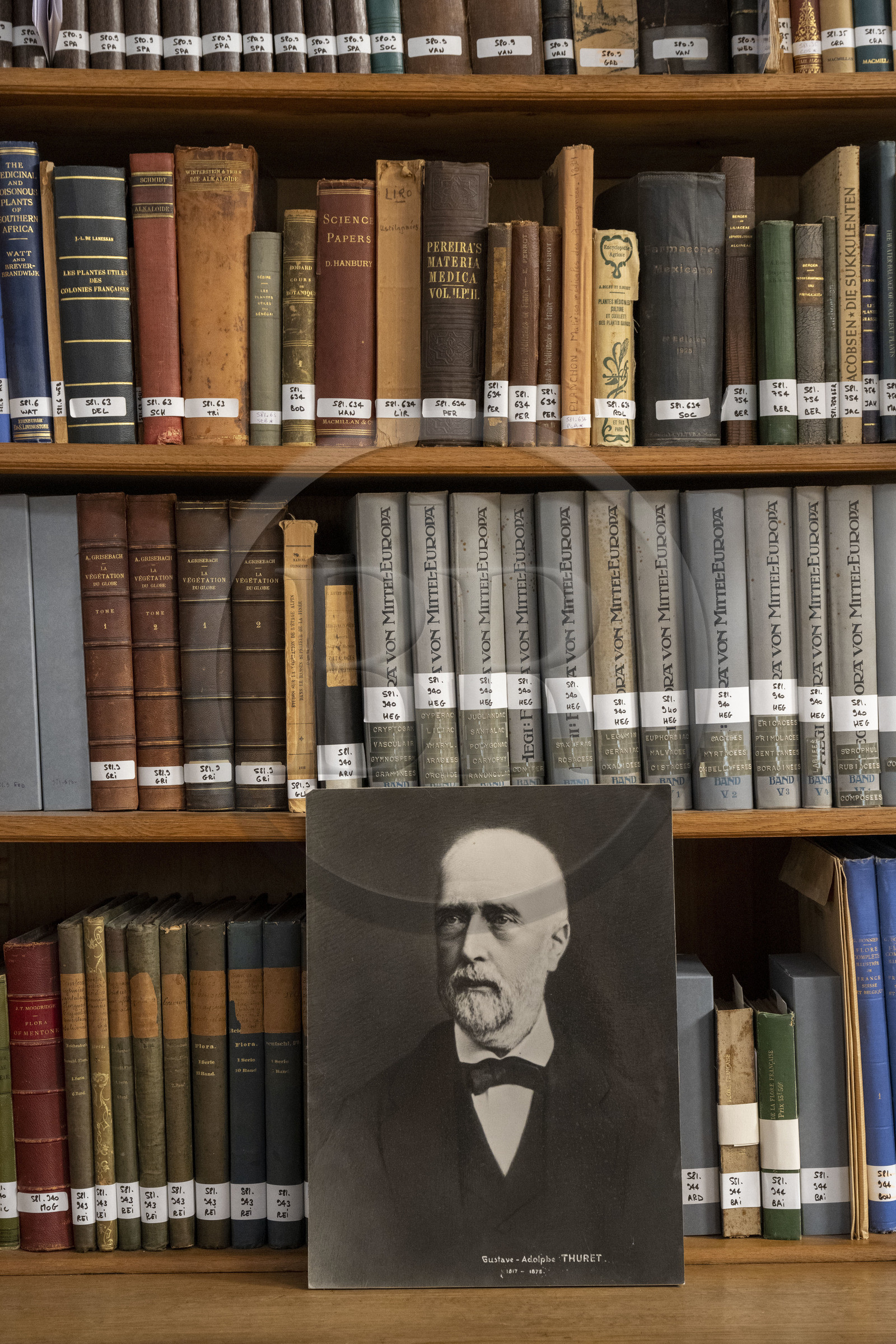 France, Alpes-Maritimes, Antibes, The Botanical Garden of Villa Thuret (attached to INRAE), labeled Jardin Remarquable (Outstanding Garden) and Remarkable Tree, the library, portrait of the botanist and algologist Gustave Thuret
