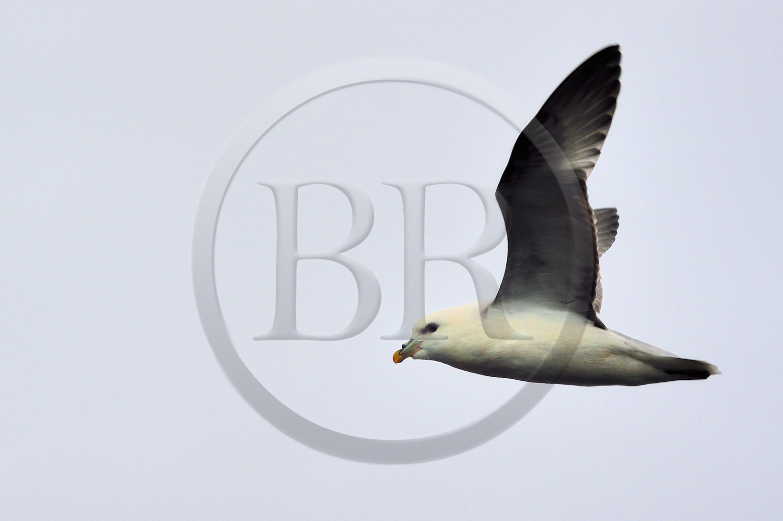 Groenland, cote Nord-Ouest, mer de Baffin, Fulmar boréal (Fulmarus glacialis)