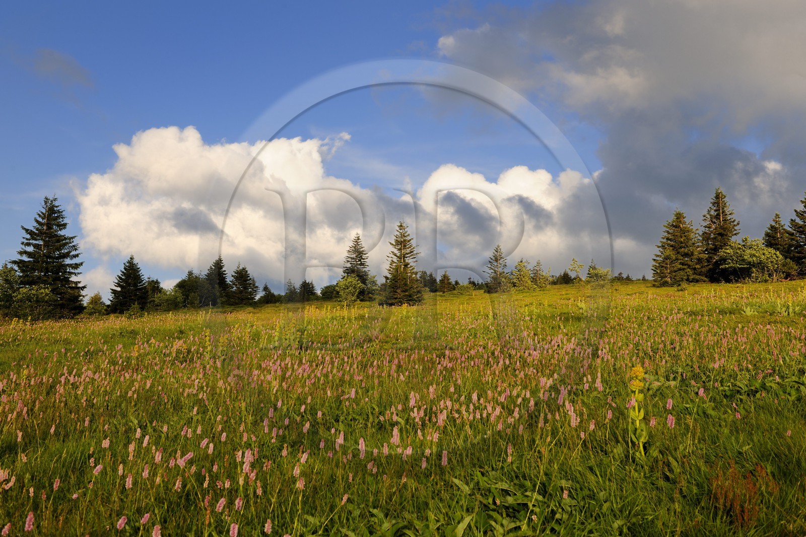 France, Haut Rhin, scenic road of la route des Cretes, Natural reserve tourbiere du Tanet Gazon du Faing