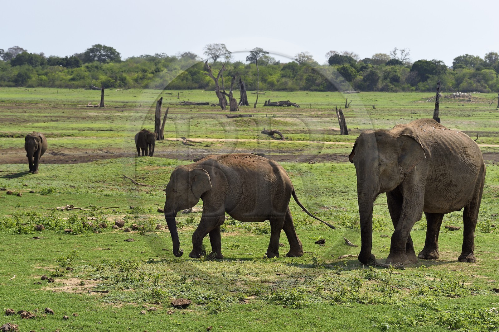 Sri Lanka, province d'Uva, Parc national d'Uda Walawe (Udawalawe National Park), éléphants d'Asie (Elephas maximus)