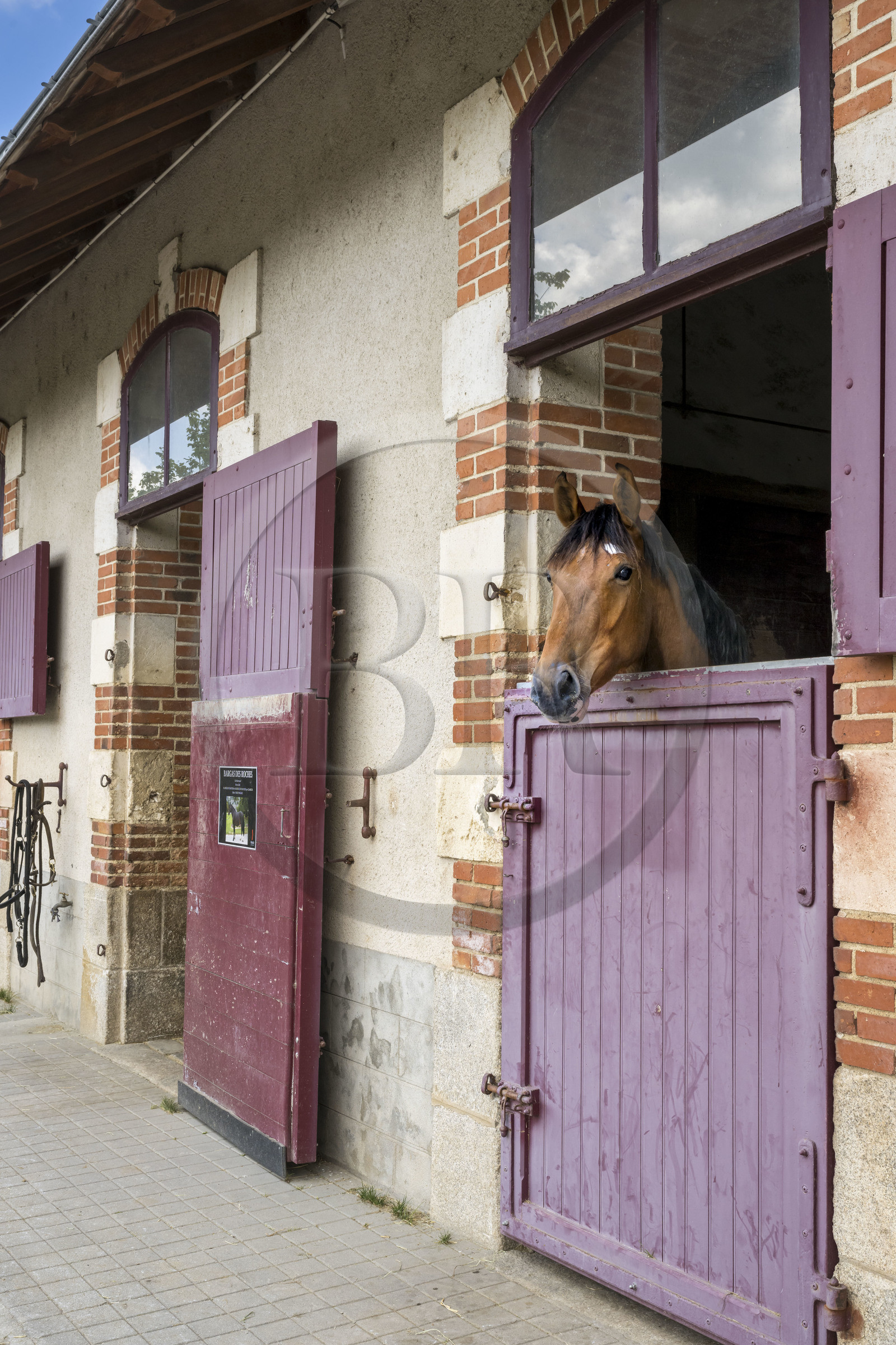 France, Vendée (85), La Roche-sur-Yon, étalon dans les écuries du Haras de la Vendée ancien haras national conçu par Joseph Mallet (1846)