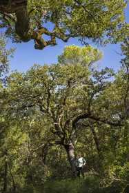 France, Var (83), Provence Verte, Bras, Académie du Bain de Forêt Provençale, forêt du domaine Le Peyrourier - une campagne en Provence