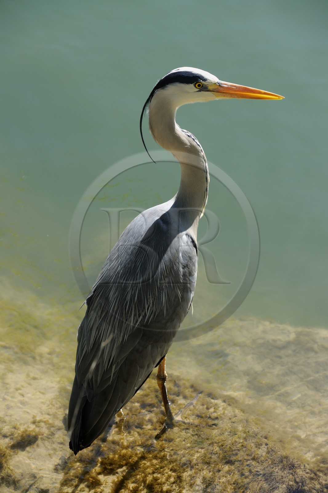 France, Val-de-Marne (94), les bords de Marne, Champigny-sur-Marne, Héron cendré (Ardea cinerea)