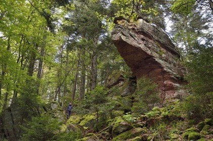 France, Haut Rhin, Thannenkirch, hiking in the Taennchel massif, site known as the Rocher Pointu