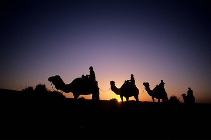Tunisie, sud tunisien, oasis de Ksar Ghilane, méharée au crépuscule dans les dunes du Grand Erg oriental