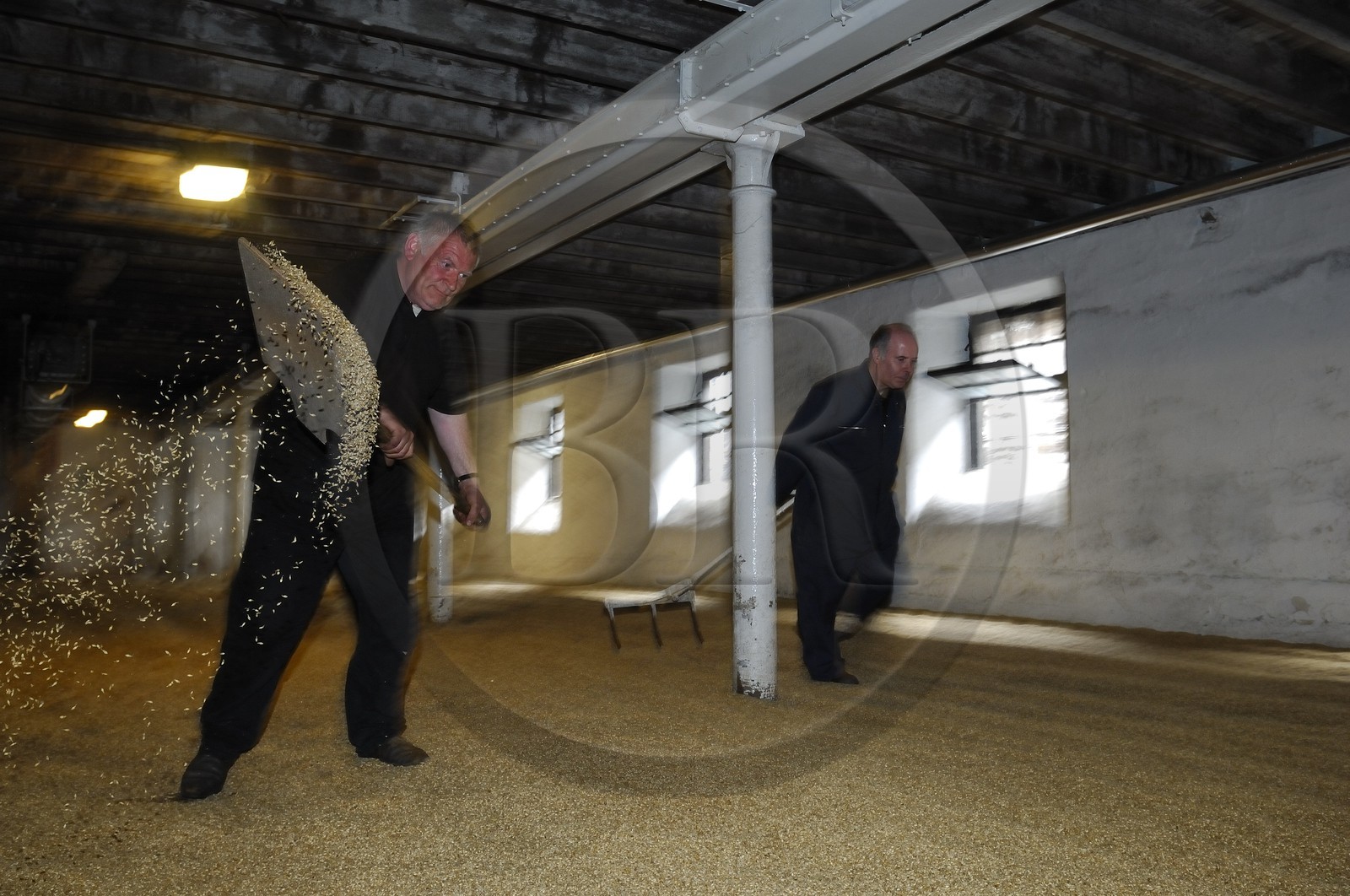 Royaume-Uni, Ecosse, Iles Orcades, Kirkwall, distillerie de whisky Highland Park, plancher de maltage