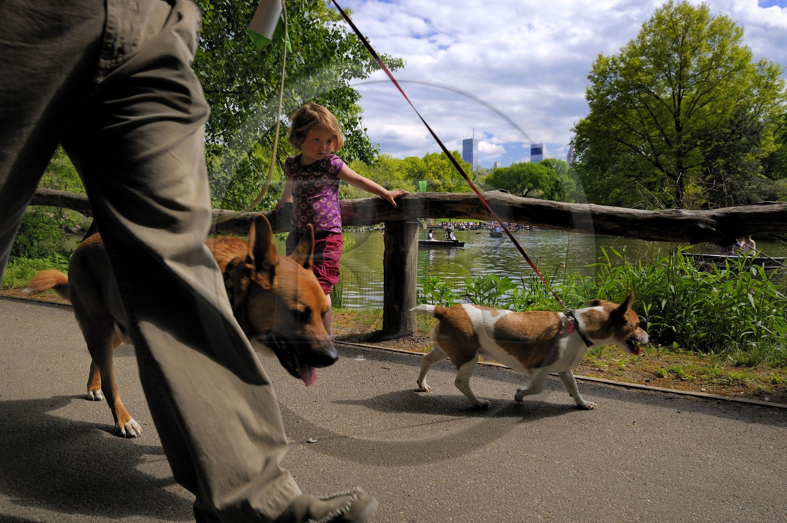 Etats-Unis, New York, Manhattan, Central Park, promenade des chiens