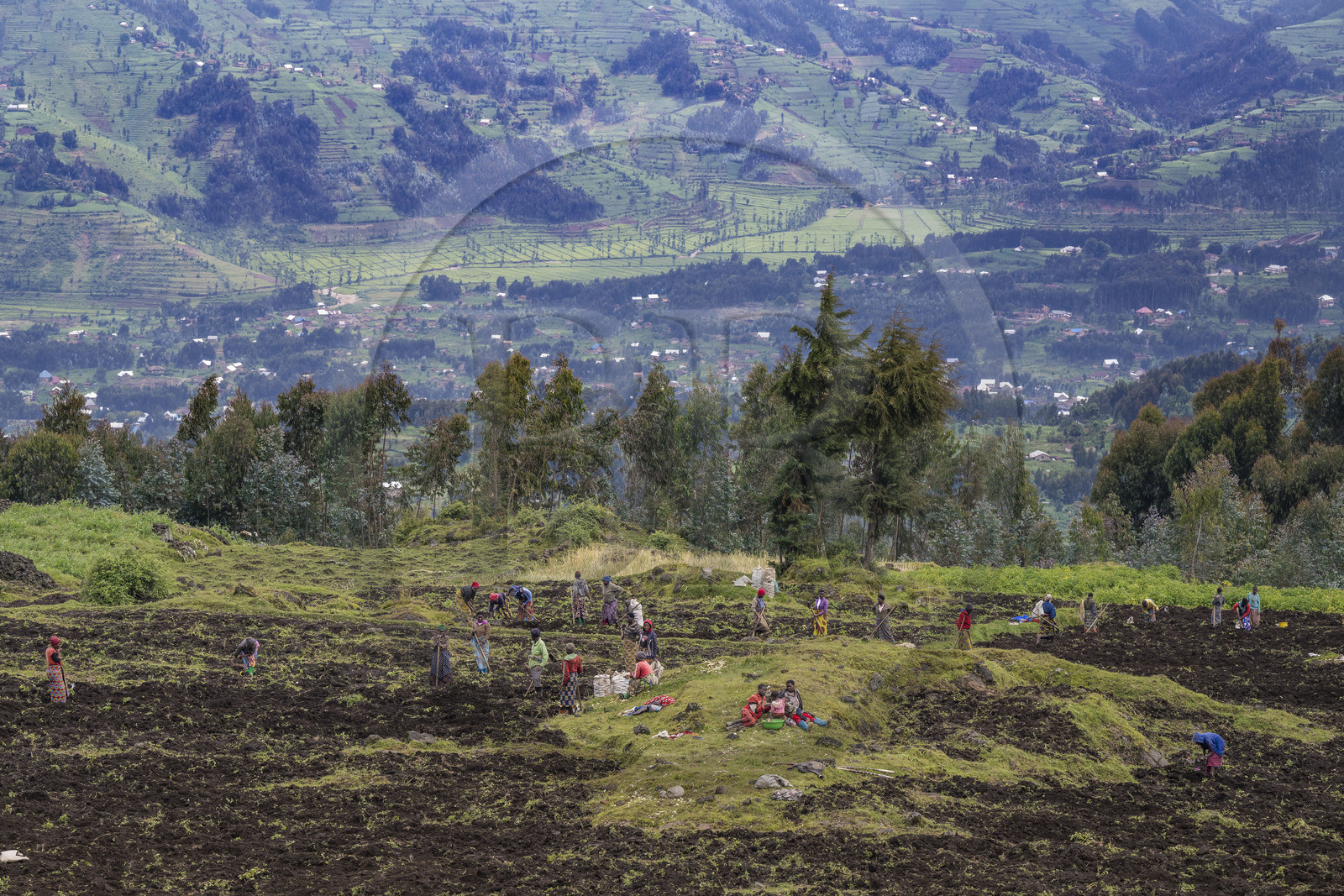 Rwanda, Province du Nord, District de Musanze (Ruhengeri), culture des champs sur les pentes volcaniques du mont Karisimbi dans les montagnes des Virunga en bordure du Parc national des Volcans où vivent les gorilles