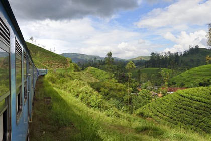 Sri Lanka, Central Province, the popular scenic train ride through the tea growing hill country between Hatton and Badulla, tea plantations