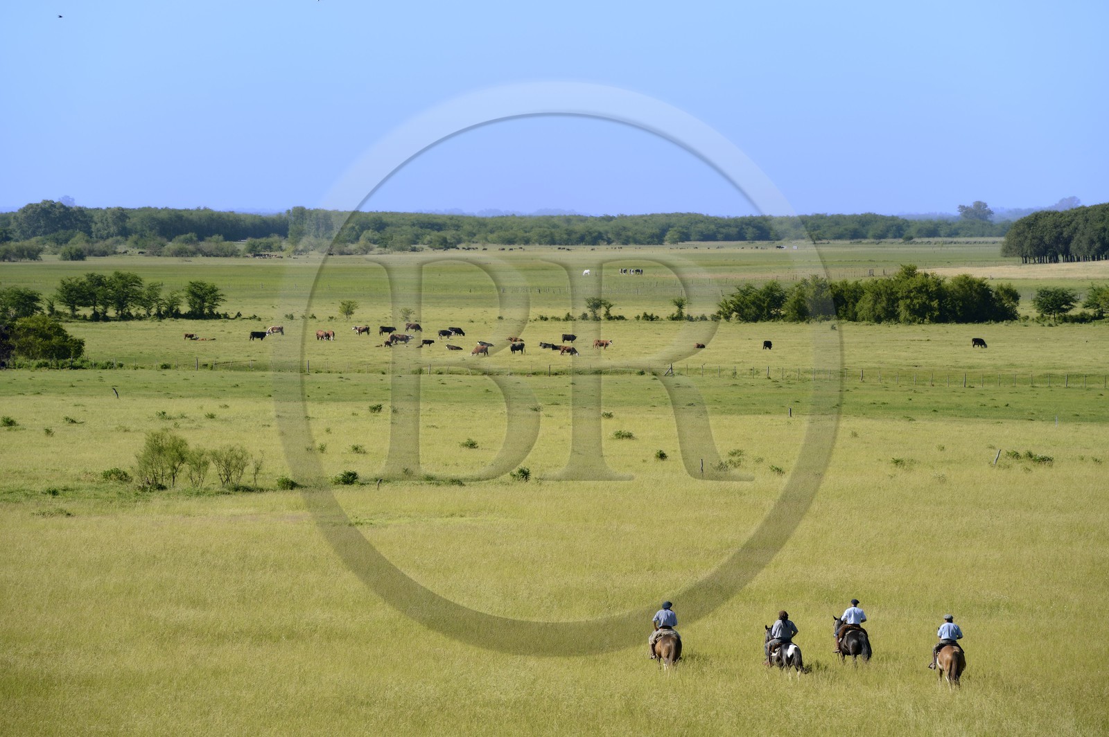 Argentine, province de Buenos Aires, San Antonio de Areco, estancia La Bamba de Areco, gauchos à cheval dans la pampa