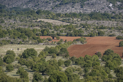 France, Hérault (34), les Causses et les Cévennes, paysage culturel de l'agro-pastoralisme méditerranéen inscrit au Patrimoine Mondial de l'UNESCO, Saint-Maurice-Navacelles, champ cultivé dans un paysage typique du Causse du Larzac