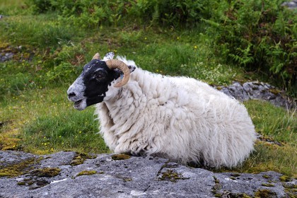 Royaume-Uni, Ecosse, Highland, Hébrides intérieures, Ile de Mull, bélier