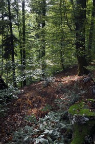 France, Bas-Rhin, Parc regional des Vosges du nord (Northern Vosges Regional Natural Park), La Petite Pierre, Trois Roches trail towards the Rocher Blanc (White Rock)