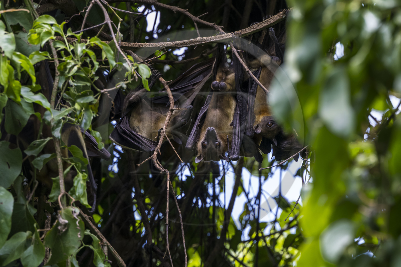 Rwanda, Province de l’Ouest, Karongi (anciennement nommée Kibuye), lac Kivu, Ile Napoléon ou Tembabagoyi, Roussette paillée africaine ou Roussette des palmiers africaine ou Roussette jaune (Eidolon helvum)