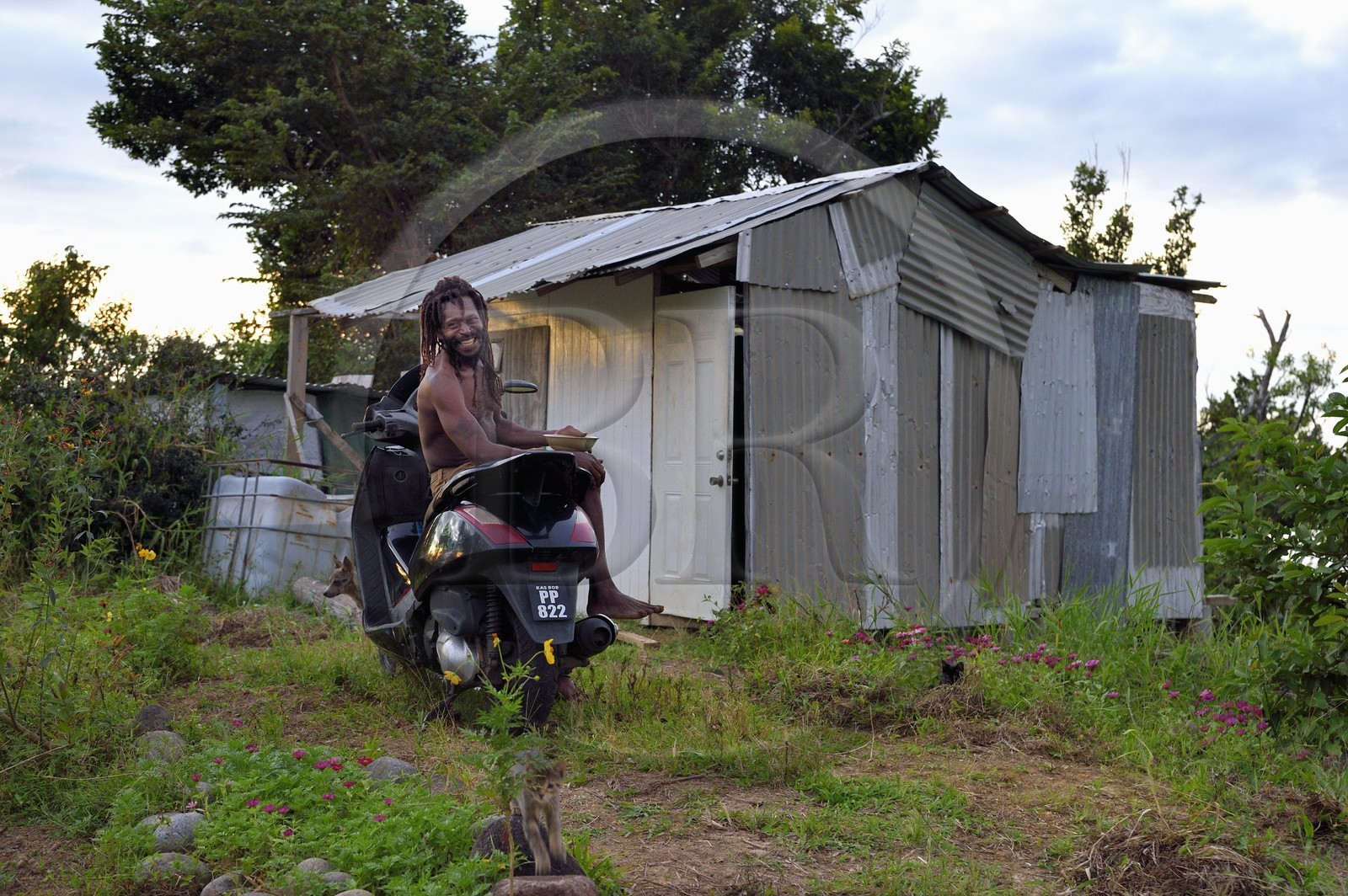 Caribbean, Dominica Island, hamlet of Syndicate above Dublanc, the rasta Celius
