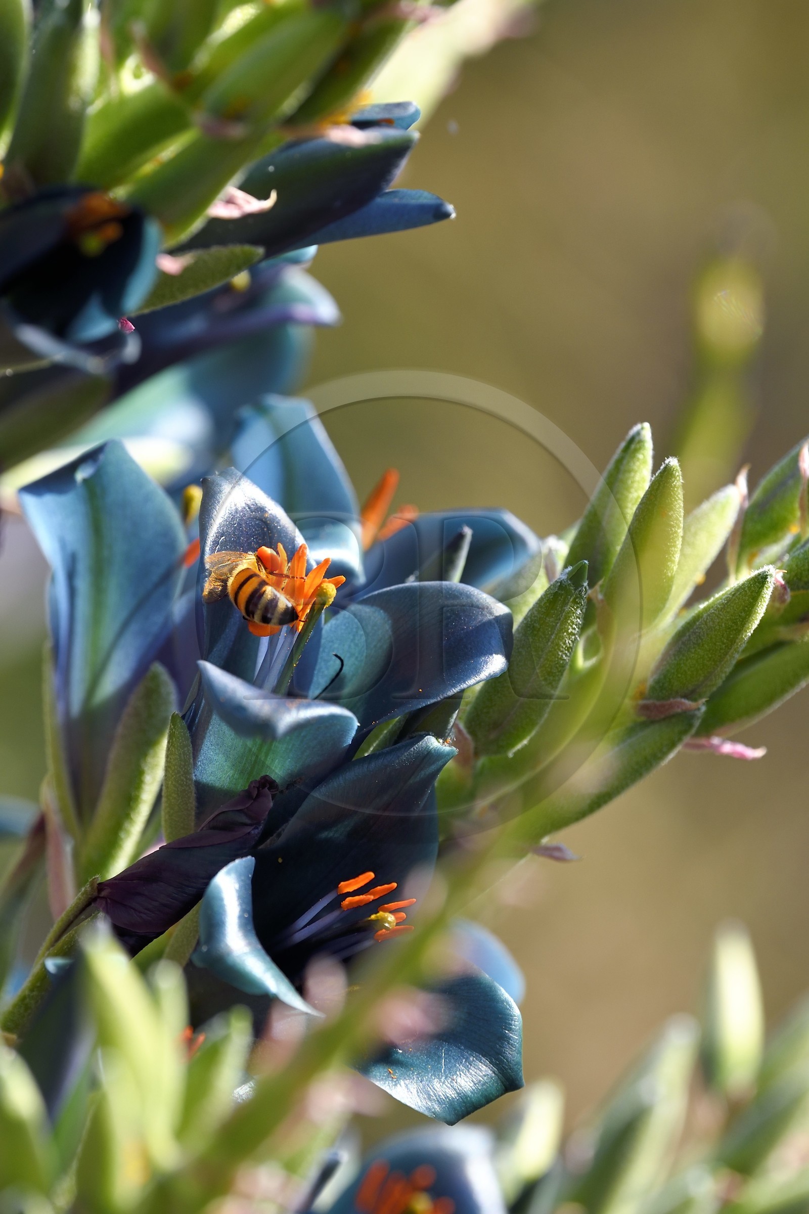 France, Var (83), Rayol-Canadel-sur-Mer, Domaine du Rayol, propriété du conservatoire du littoral mention obligatoire, le jardin des Méditerranées conçu par le paysagiste Gilles Clément, Jardin du Chili d'altitude, Pouya berteroniana