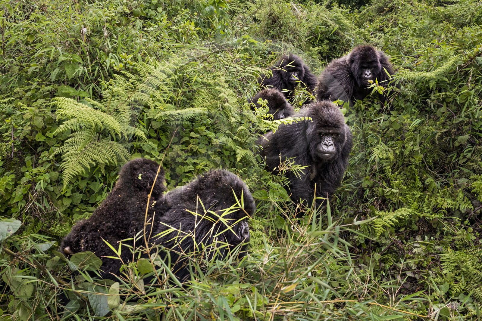 Rwanda, North Province, Volcanoes National Park in the chain of the Virunga Mountains, Mount Karisimbi, mountain gorillas (Gorilla beringei beringei) of the Susa group