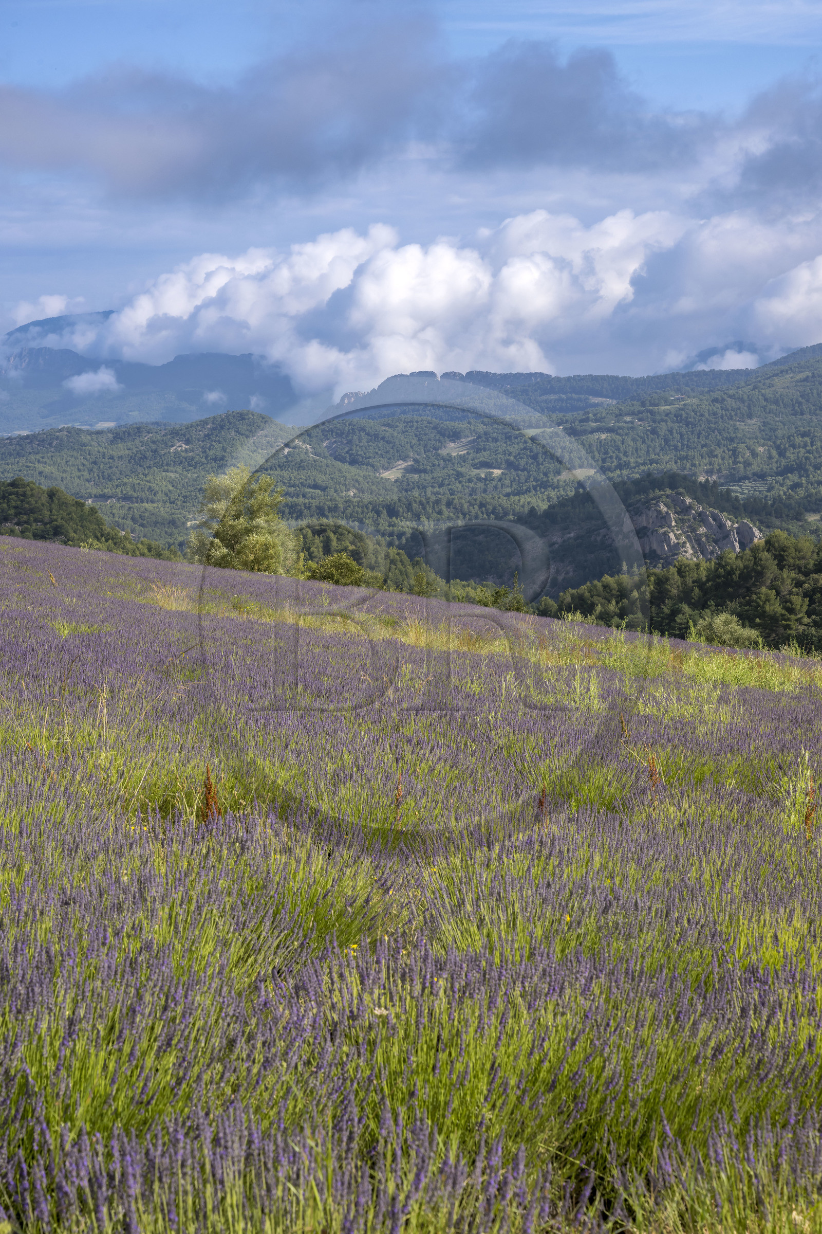 France, Drôme (26), parc naturel régional des Baronnies provençales, Plaisians, champs de lavande au col de Fontaube