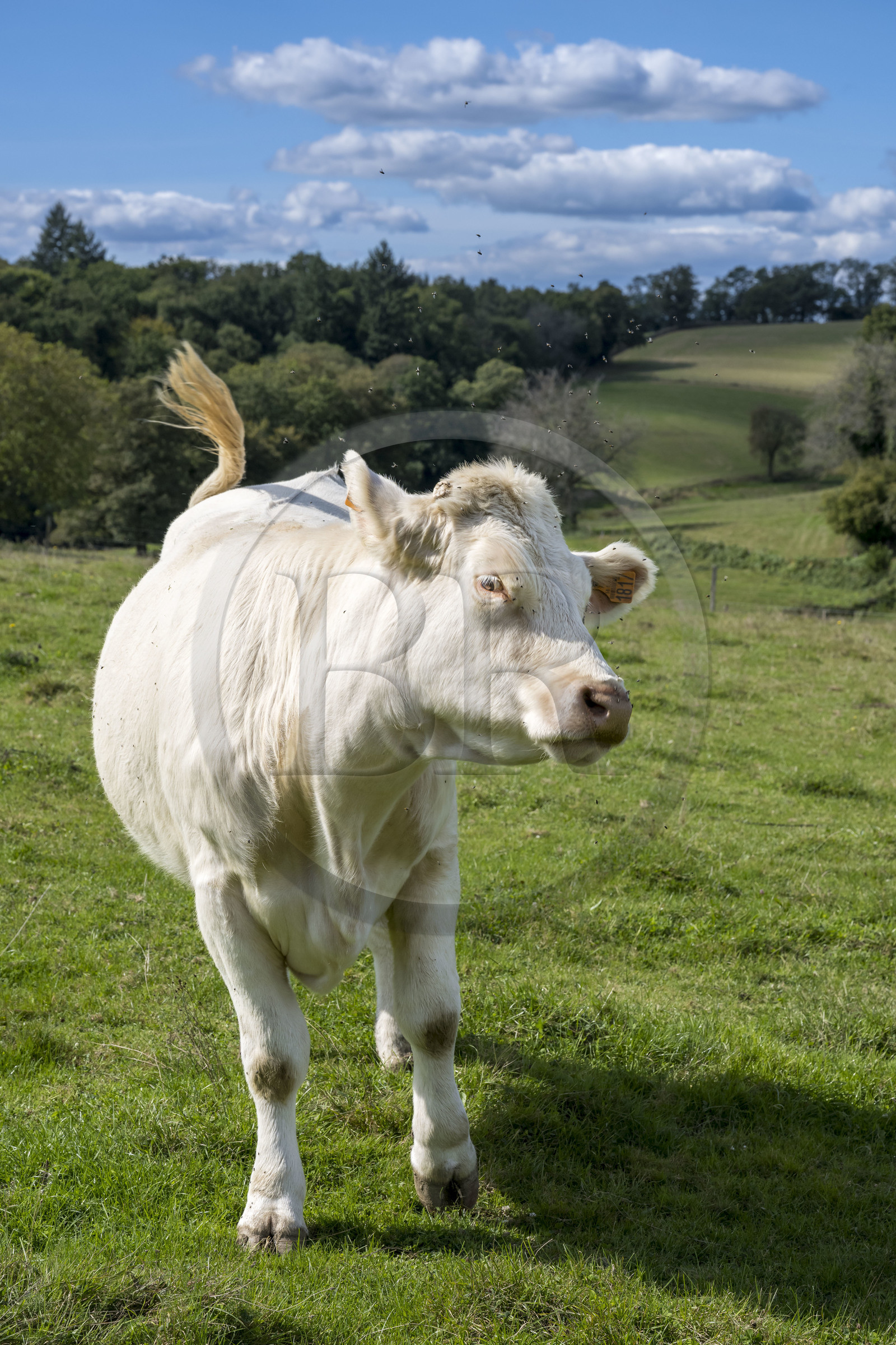 France, Nièvre (58), Parc naturel régional du Morvan, Millay, Ferme Les Prairies Gourmandes, élevage de vaches Charolaises