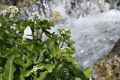 France, Alpes-Maritimes (06), parc national du Mercantour, vallée de la Valmasque, papillon Piéride de la rave (Pieris rapae) en bordure du torrent
